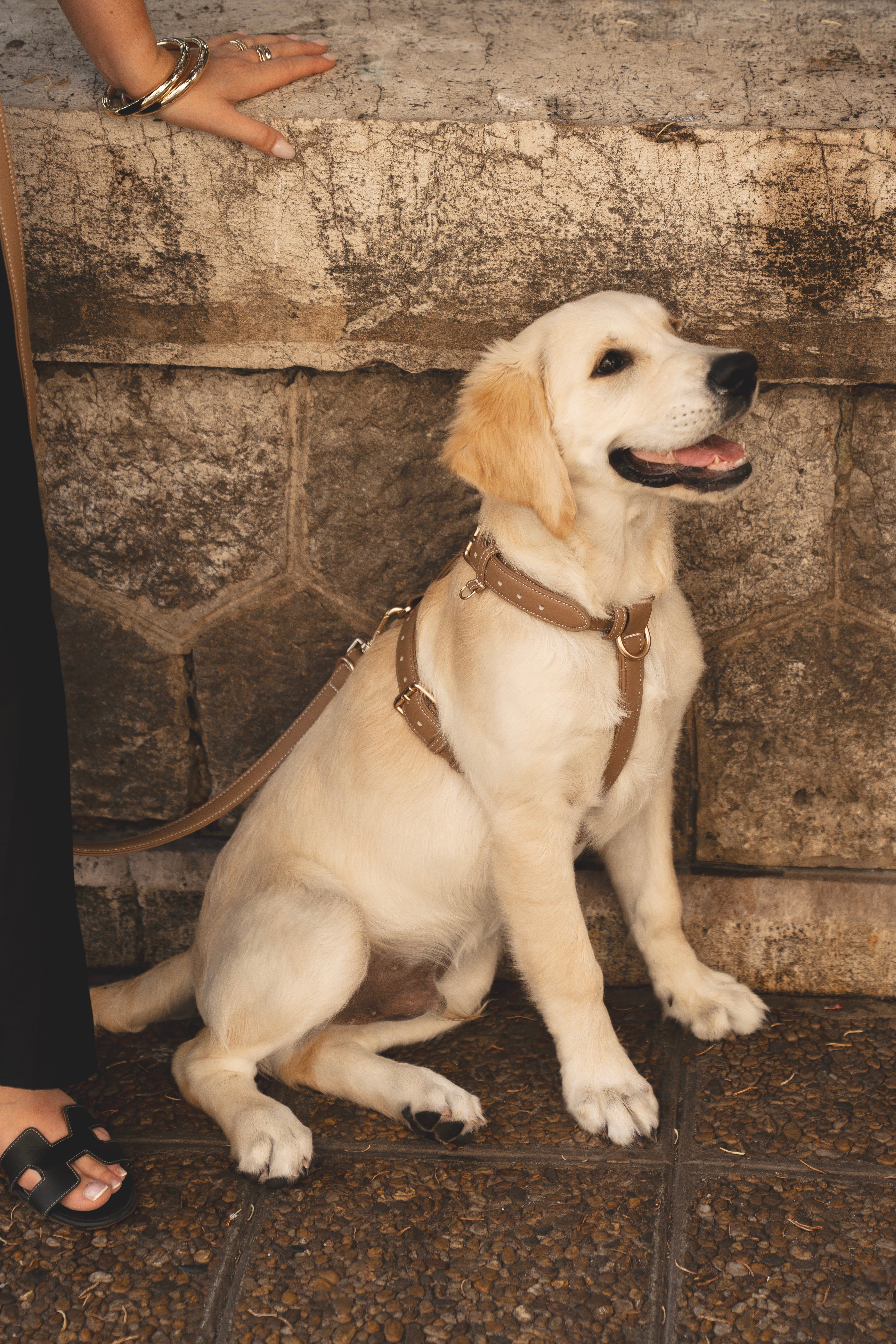 Beige Harness