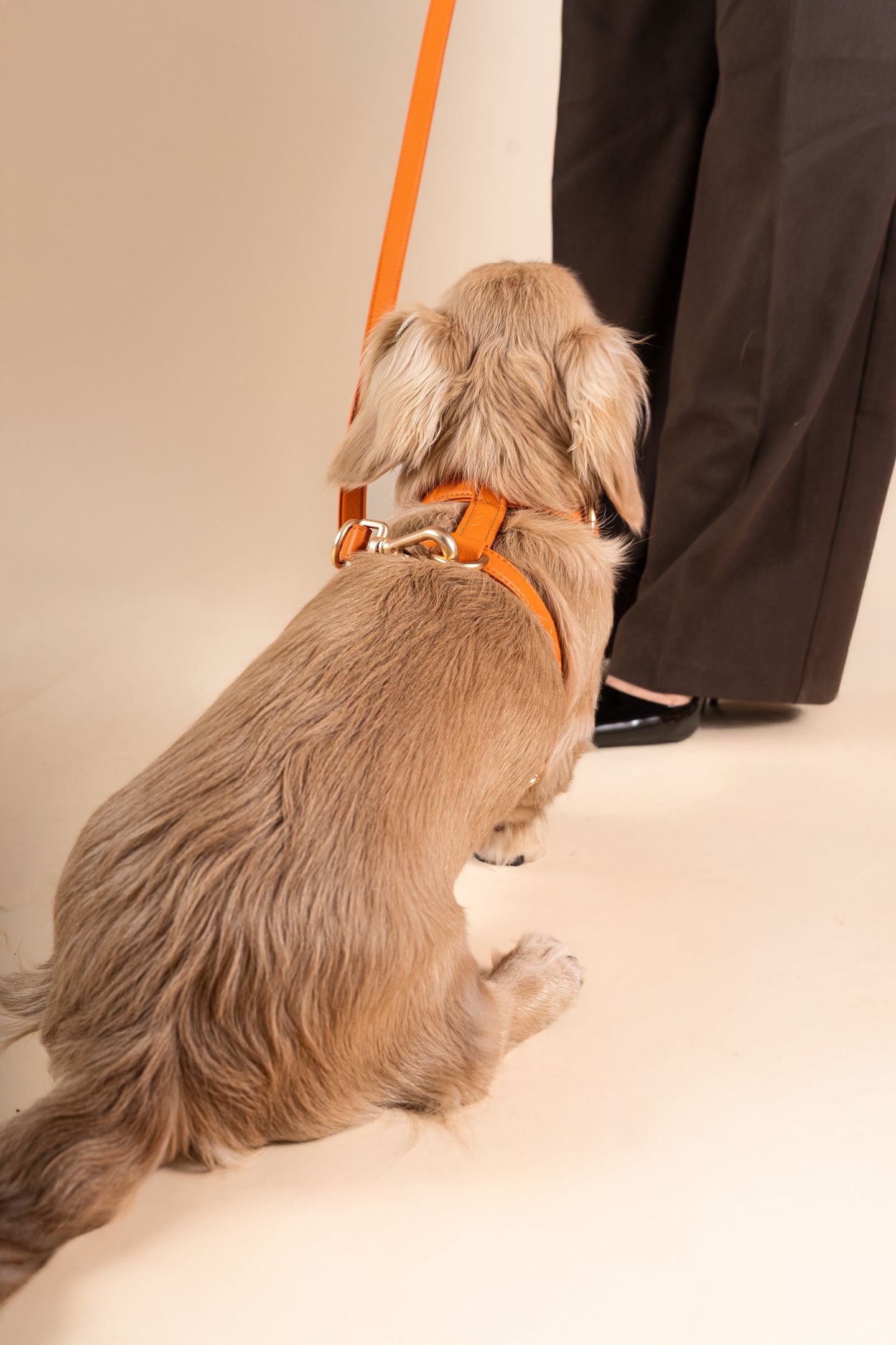 Orange Harness