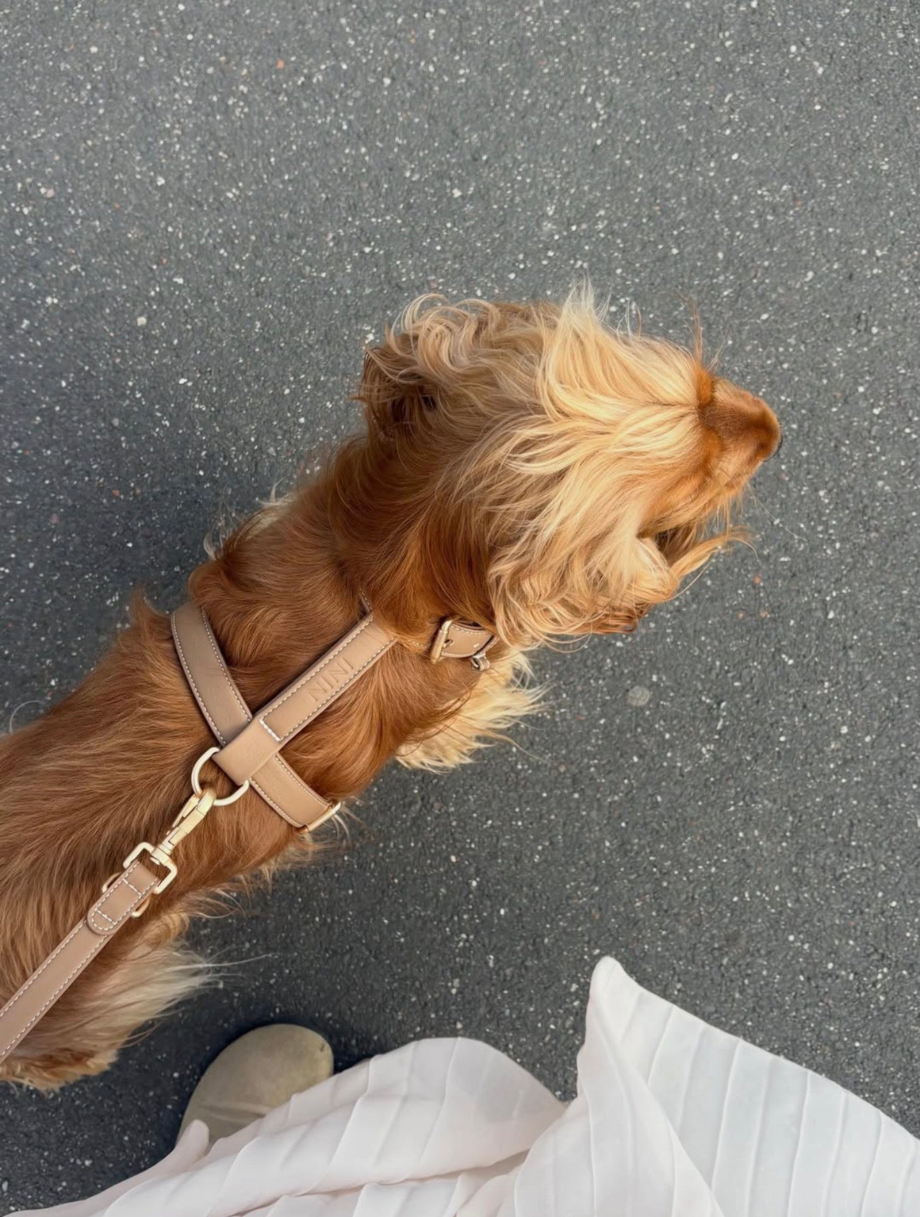 Beige Harness