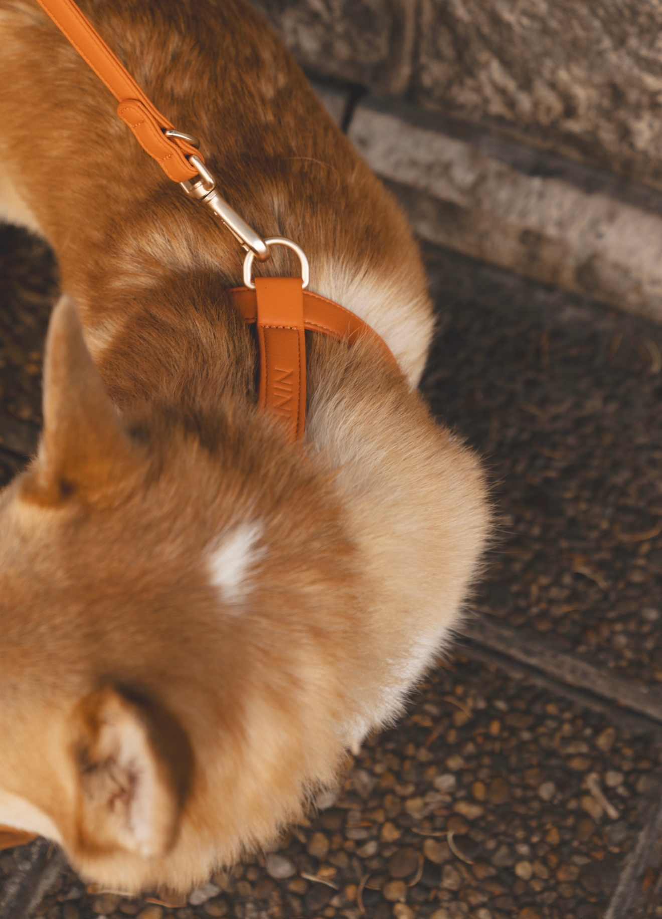 Orange Harness