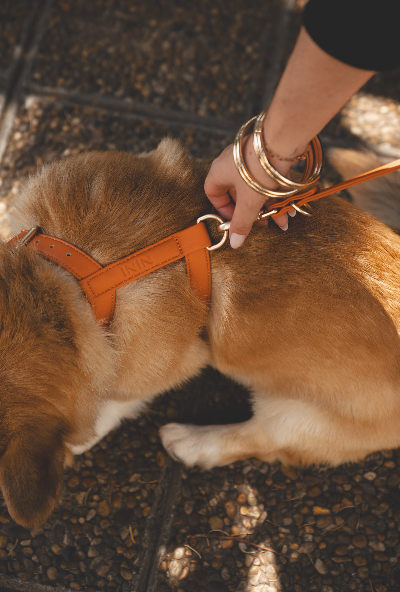 Orange Harness