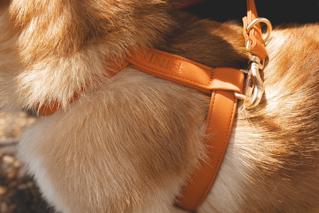 Orange Harness